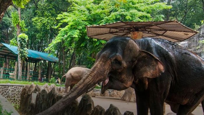 tiket kebun binatang ragunan